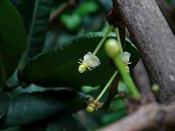 Image result for Garcinia livingstonei