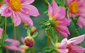 298,855 free photos of flower. 49 Beautiful Nature Wallpaper Flowers On Wallpapersafari