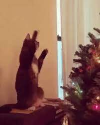 Strange Ritual Near The Christmas Tree Cute Cat Gif Cute Puppies And Kittens Cute Kitten Gif