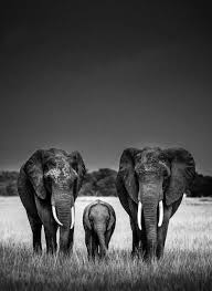 One Morning I Shot An Elephant In My Pajamas Movie Body Guards Elephants Kenya 2013 C Laurent Baheux Photographer Inspired By Nature Since 1970 Elephant Photography African Wildlife Elephant