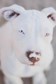 Pin By Team Us On For The Love Of Pitties Dogs And Puppies Beautiful Dogs Pitbulls