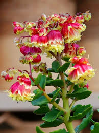 Image result for Kalanchoe