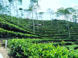 Jip kebun teh nglinggo, kota yogyakarta. Wisata Kebun Teh Nglinggo De Jogja Adventure Indonesia