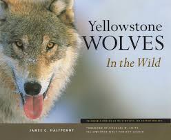 Clean water needs to be provided at all times for drinking. Yellowstone Wolves In The Wild Halfpenny James C Amazon De Bucher