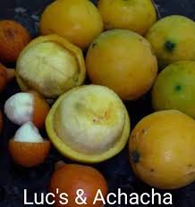 Image result for Garcinia sp. 1.