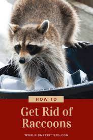 How To Get Rid Of Raccoons From The Yard Attic Or Under The House Getting Rid Of Raccoons Raccoon Repellent Raccoon