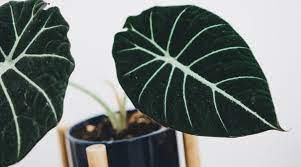 Kidsafe kidsafe queensland fact sheet: Alocasia Plant Guide How To Care For An Elephant Ear