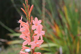 Image result for Xylopia collina