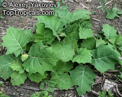 Image result for Solanum sp. A