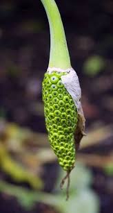 Seedpod Seed Pods Seeds Trees To Plant