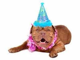 French Mastiff Wearing Party Hat French Mastiff Puppies French Mastiff Bordeaux Dog