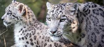 Forest cover more than 36% of land in sikkim. Snow Leopard Spotted In North Sikkim For First Time