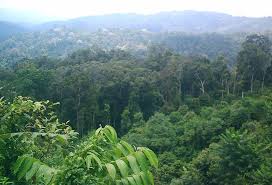 Pengertian Hutan Hujan Tropis Hutan Hujan Tropis Atau Yang Juga Dikenal Sebagai Hutan Basah Biasanya Terdapat Di Daerah Tropika Daer Hutan Hujan Tropis Hutan