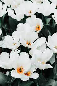 Plant a whole section of white flowers for maximum impact, preferably where you sit in the evenings so you can enjoy their subtle. Photos Beautiful White Flowers 173528 Youworkforthem