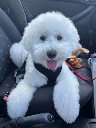 Reviews of Spoodles Perth breeder?