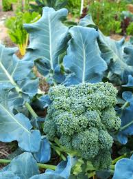We did not find results for: Best Tips To Grow Broccoli And Cauliflower Reuse Grow Enjoy
