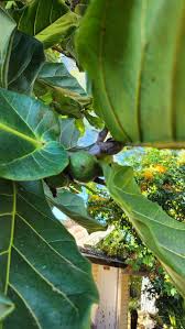 Image result for Ficus abutilifolia