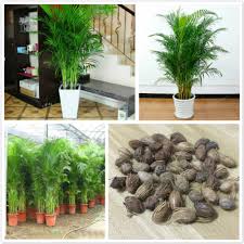 Salah satu jenis tanaman hias yang bisa kita pilih untuk dekorasi rumah kita adalah tanaman hias daun. 5 Pcs Chrysalidocarpus Lutescens Areca Tanaman Bonsai Dekorasi Rumah Tanaman Hias Dalam Ruangan Shopee Indonesia
