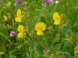 Image result for Smithia