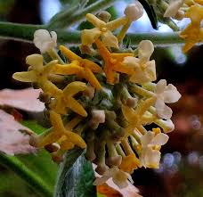 Image result for Buddleja madagascariensis