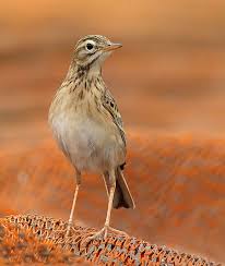 Richard S Pipit Anthus Richardi Birds Bird Passerine Bird