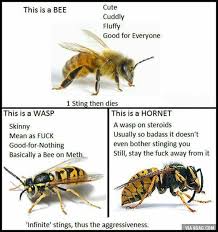 Differences Between Bees Wasps Hornets Good To Know Bee Wasp Bee Wasp Hornet