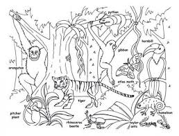 From parents.com parents may receive compensation when you click through and purchase from links contained on this website. Rainforest Animals For Kids Printable Rainforest Animal Coloring Pages Animal Coloring Pages Jungle Coloring Pages Animal Coloring Books