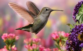 We make a small commission if you buy the products from these links (at no extra cost to you). 25 Flowers That Attract Hummingbirds