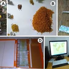 Image result for Vernonia ituriensis
