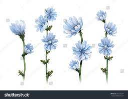 Watercolor Illustrations Of Chicory Flowers Watercolor Illustration Flower Illustration Flower Drawing