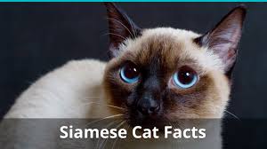 Siamese cats made their debut at the first major cat show held in the world. Siamese Cat Facts Colors Health Issues Nutrition And More Vital Info