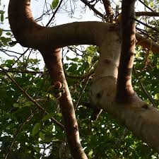 Image result for Ficus ingens