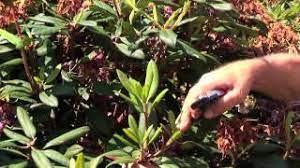 Azaleen benötigen nur minimale pflege. Rhododendren Und Azaleen Schneiden Und Pflegen Youtube