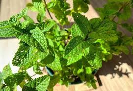 Mint grows best as a potted plant, so it is a lovely plant to grow indoors. How To Grow Mint Indoors Care Tips For Mint Growing Indoors