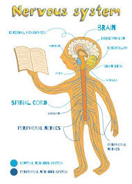 Nervous system diagram the nervous and endocrine systems review article khan academy. Central Nervous System Stock Photos And Images 123rf