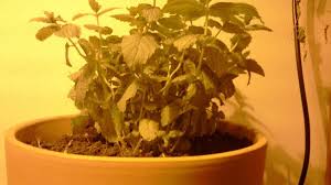 Mint can grow in a wide variety of temperatures and being indoors away from frosty conditions, it can grow all year round. How To Grow Mint Indoors Dengarden