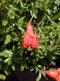 Image result for Punicaceae