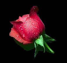 1.903 immagini gratis di bellissimi fiori. Bellissimi Fiori Posts Facebook