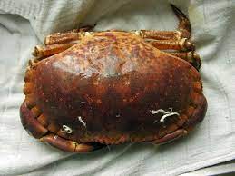 Other terms used are malignant tumours and neoplasms. Cancer Genus Wikipedia