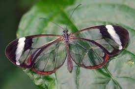 The Transparent Glasswing Glasswing Butterfly Glasswinged Butterfly Butterfly