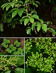 Image result for Premna hans-joachimii