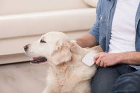 To maintain a healthy skin and coat and prevent hair loss, groom your dog regularly. Dog Shedding What To Expect And How To Manage It