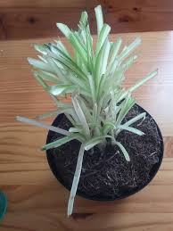 If your cat eats one of these, rush it to the veterinarian immediately. Cat Ate Spider Plant Leaves Will They Grow Back
