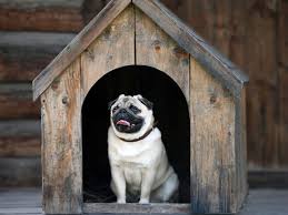 If teeth have been extracted, the dog may suffer nausea from any small amount of blood that the dog swallowed. Pet Dog Swallows Wedding Ring Worth 18 000 Pounds Oneindia News