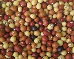 Image of Bambara nut