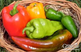 More news for how to store fresh peppers from the garden » How To Freeze Peppers