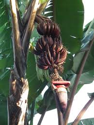 There are two types of lists: Red Banana Wikipedia