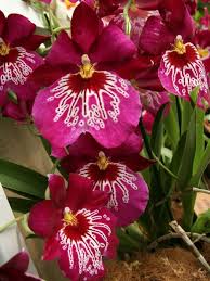 The flowers can be pollinated by hand in the absence of bees. 10 Best Orchid Types You Can Grow Easily With Pictures Florgeous
