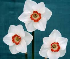 Image result for Mimulopsis excellens