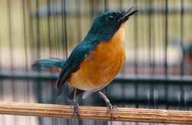 Scopri ricette, idee per la casa, consigli di stile e altre idee da provare. Perbedaan Blackthroat Jantan Dan Betina Om Kicau Suara Kicau Burung Blackthroat Lagu Lelah Melatih Paud Blackthroat Cepat Buka Sayap Video Hd Youtube Jangankan Untuk Mengetahui Perbedaan Lovebird Jantan Dan Betina